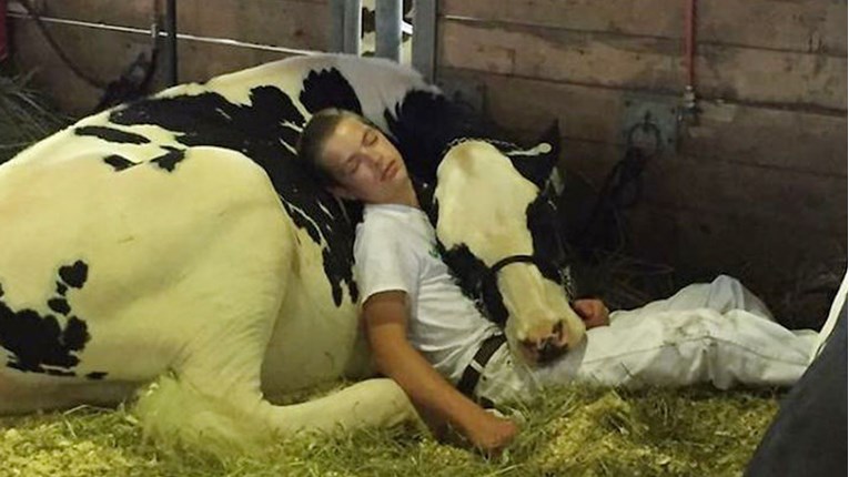 Dječak i njegova krava izgubili na sajmu, ali njihova fotka osvojila je milijune